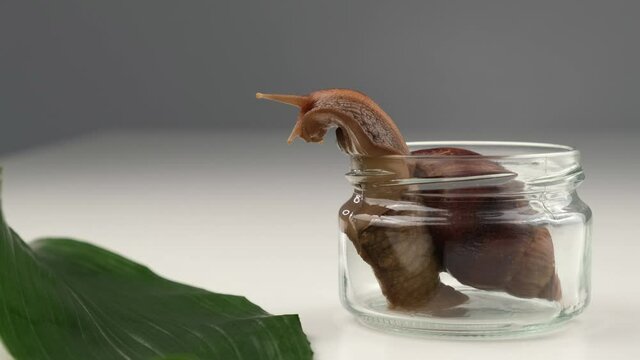 Close-up of a snail crawling on an empty glass jar on a white background. The use of shellfish in cosmetology.