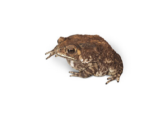 Asian house toad They are amphibians in the family Bufonidae, which are shaped like frogs. But the legs are shorter than the blistered skin. toes without webs The pupils are horizontal, there are seve