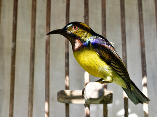 A cute little multicolored bird was injured and was rested in a white wooden cage.