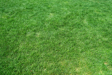 top view of real green grass background
