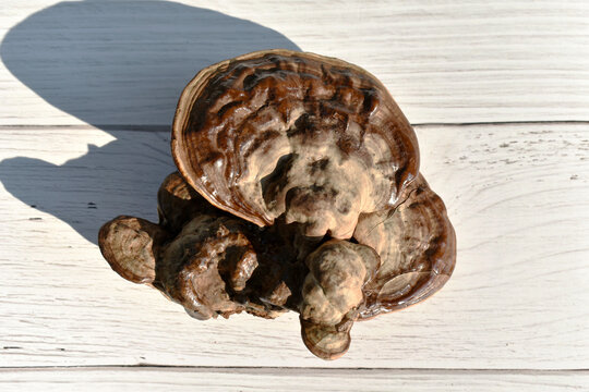 The red-brown lingzhi mushrooms were placed on a white wooden table.