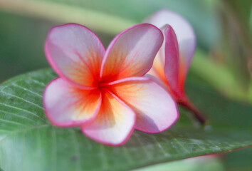 Fototapeta premium Fallen flowers isolated leaves blur the whole picture in the garden,photo blur.