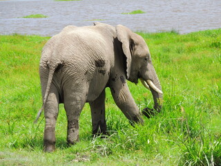 Naklejka na ściany i meble african bush elephant in the grass near a lake in amboseli park, kenya, africa