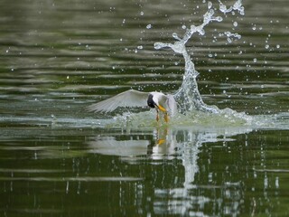 迫力満点のコアジサシの離水シーン