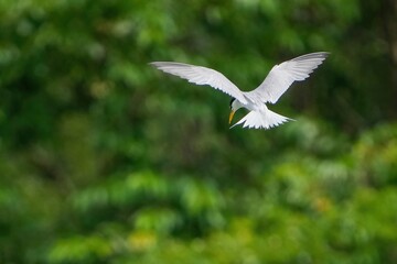 Obraz premium グリーンバックに餌を探してホバリングするコアジサシ