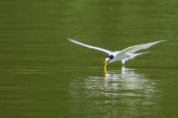 飛びながら水を飲むコアジサシの飛翔シーン