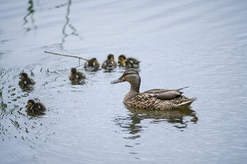 活発に泳ぎ回る雛たちを優しく見守るマガモの母親