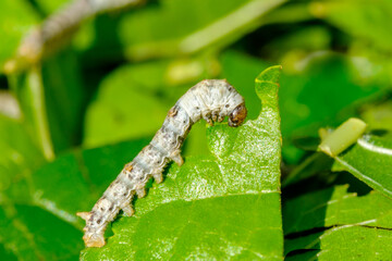 Macro photo of a Silkworm eating a mulberry leaf with blurred background