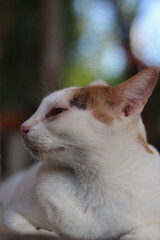 portrait cute cat sitting, lying isolated blur background.