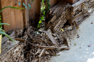 The wood with termites damage