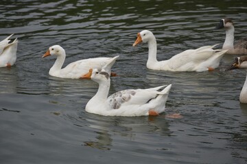 Obraz premium swans on the lake