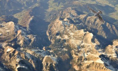 An eagle that carries over a giant mountain.