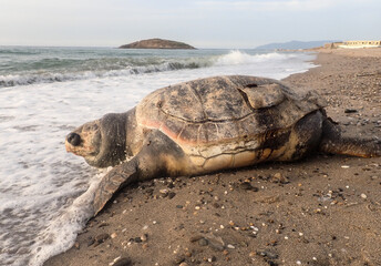 A dead sea turtle on the sandy beach being thrown by the waves, a turtle dies due to a boat collision or because of sea water pollution, the environment and fish life are threatened due to waste.