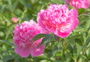Closeup shot of blooming pink peonies in the garden