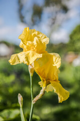 Germanica iris close-up in the garden. Atmospheric spring floral background. Solar banner with copy space. Delicate delicate irises flower beds and parks.
