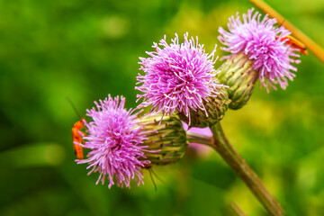 Pink burdock flower on defocused nature background