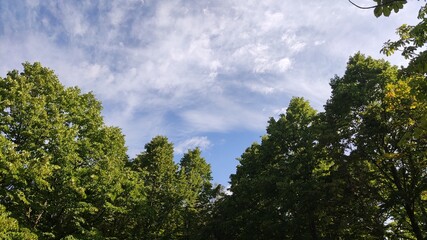 Chiome degli alberi e cielo in una giornata di luglio