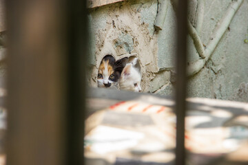 Two cute kittens looking out of the ventilation pipes in the foundation of a house