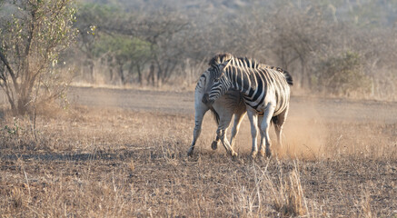 Zebra stallions fighting during golden hour in sub-saharan southern Africa