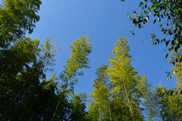 A cloudless blue sky spreads over the trees