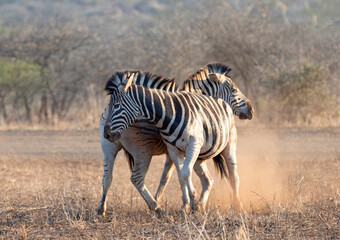 Zebra stallions fighting during golden hour in southern Africa