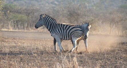 Obraz na płótnie Canvas Zebra stallions fighting during golden hour in southern Africa