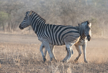 Obraz na płótnie Canvas Zebra stallions fighting during golden hour in southern Africa