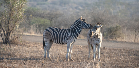Fototapeta na wymiar Zebra stallions grooming each other during golden hour in southern Africa