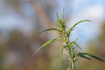 Top of a young female marijuana plant