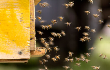 bees flying in the air