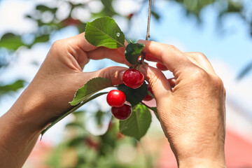 Female hand picking cherries from branch in garden