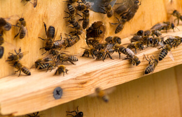 Bees near the hive