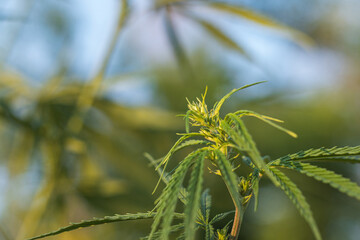 The top of the marijuana plant. The background is blurred