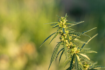 The top of the marijuana plant during flowering