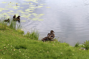Two ducks and some small ducklings (baby ducks) swimming in the lake Valkeinen in Kuopio. Half cloudy summer day.