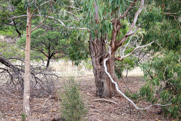 wilderness bush landscape