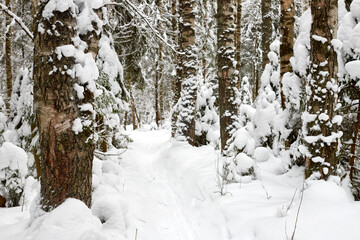 Snow covered trees in forest in winter day. Nature ladscape