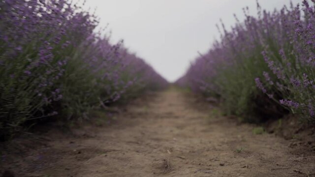 the camera pans over a field of lavender flowers, purple fragrant lavender flowers blooming. Growing lavender, swaying in the wind over the sunset sky, harvest, perfume ingredient, aromatherapy.