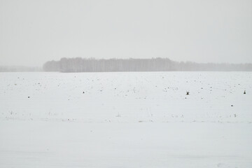 Field, meadow and grass with snow and cold cloudy sky. Beautiful winter landscape. Winter morning, day or evening