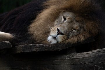 Sleeping Lion