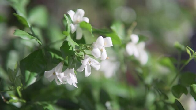 Jasmine flowers are swaying in wind. Wonderful blooming jasmine