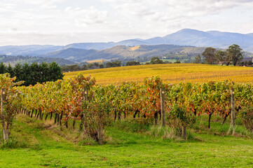 Tokar Estate vineyard in the heart of the Yarra Valley - Coldstream, Victoria, Australia