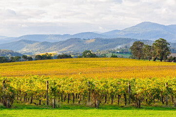Fototapeta na wymiar Autumn in the Tokar Estate vineyard in the heart of the Yarra Valley - Coldstream, Victoria, Australia
