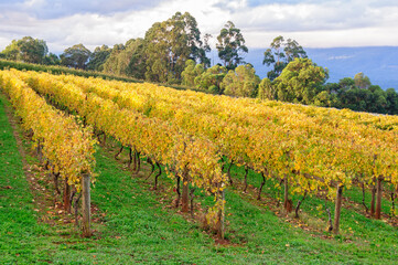 Killara Estate vineyard in the Upper Yarra Valley - Seville, Victoria, Australia