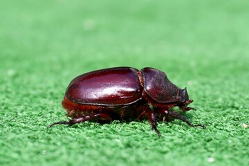 bug on the ground