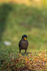 closeup shot of a common myna