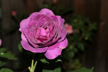 Abend im Rosengarten