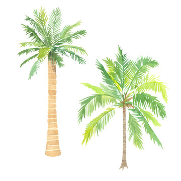 Watercolor palms. Perfect for web, textile, printing design, souvenirs.