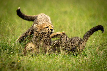 Two cheetah cubs play fight in grass