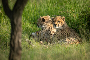 Two cheetah cubs lie in long grass